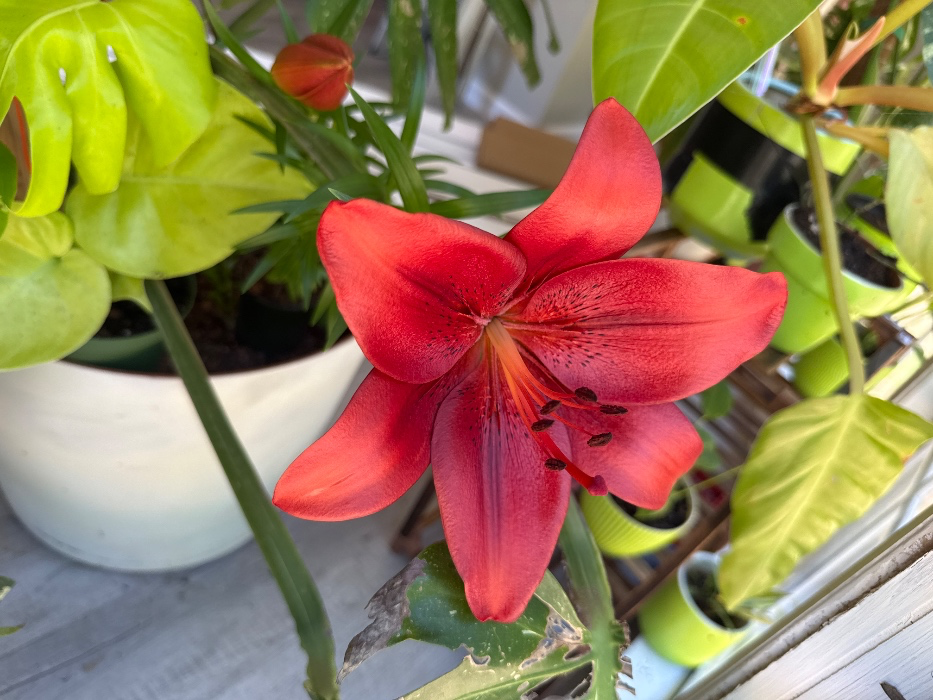 Fancy plant