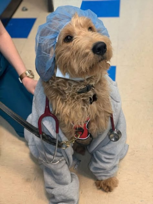Vet School Fund