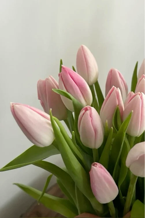 £222 tulips (from drew)