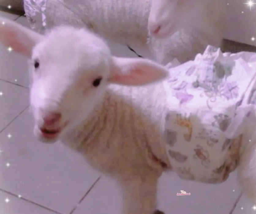 🍼 ♡⸝⸝ a soft lil help for ur baby lamb this month 𖹭.ᐟ