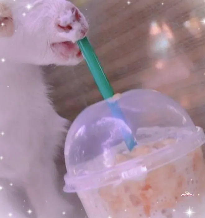݁𔘓 ּ ֶָ֢ coffe / vanilla latte ☕  .ᐟ.ᐟ