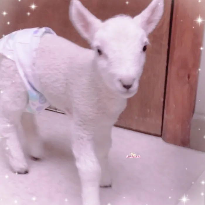 ꒰ 🍼 ꒱ — take care of ur baby lamb this month 𖹭.ᐟ