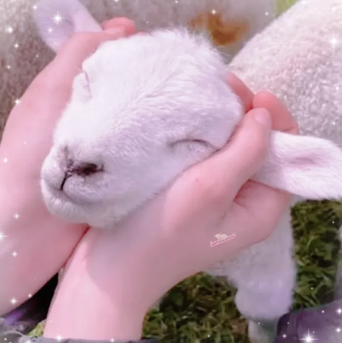 ── .♡ huge love for ur baby lamb 𖹭.ᐟ