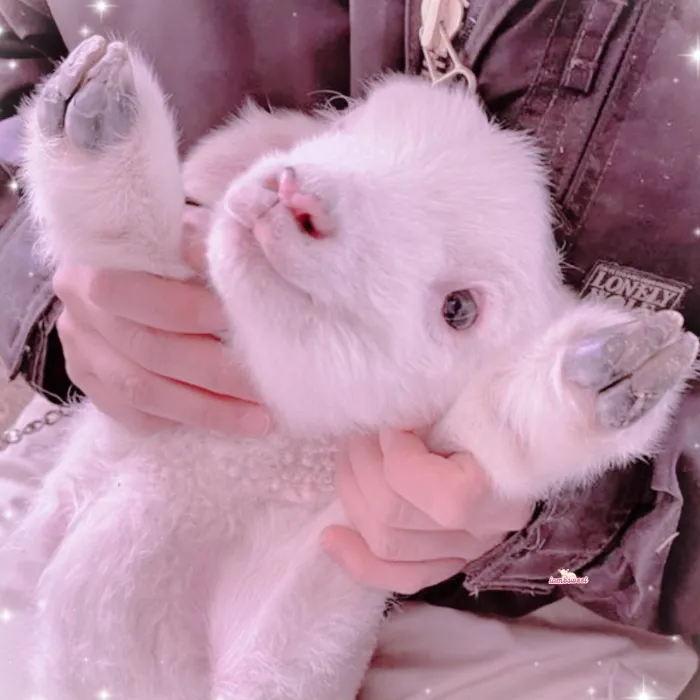 ── .♡ good love for ur baby lamb 𖹭.ᐟ 
