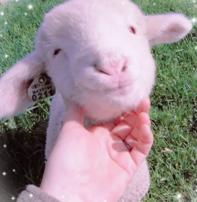 ── .♡ big love for ur baby lamb 𖹭.ᐟ