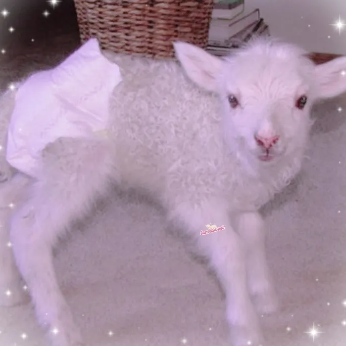 ؛ ଓ obsessed with ur baby lamb˙𖹭.ᐟ