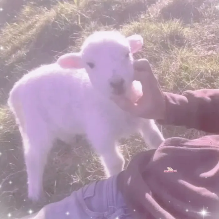 ── .♡ large love for ur baby lamb 𖹭.ᐟ