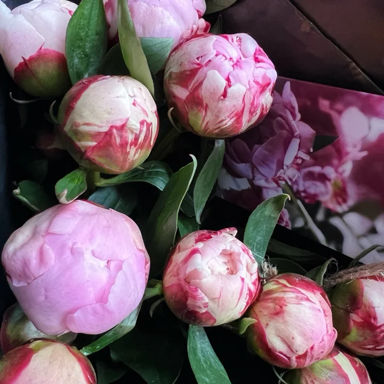Peonies 