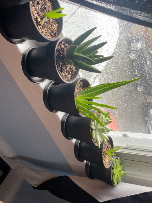 Succulent Soil ($10)