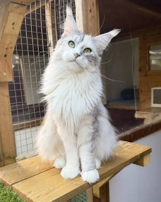 Maine Coon 🖤