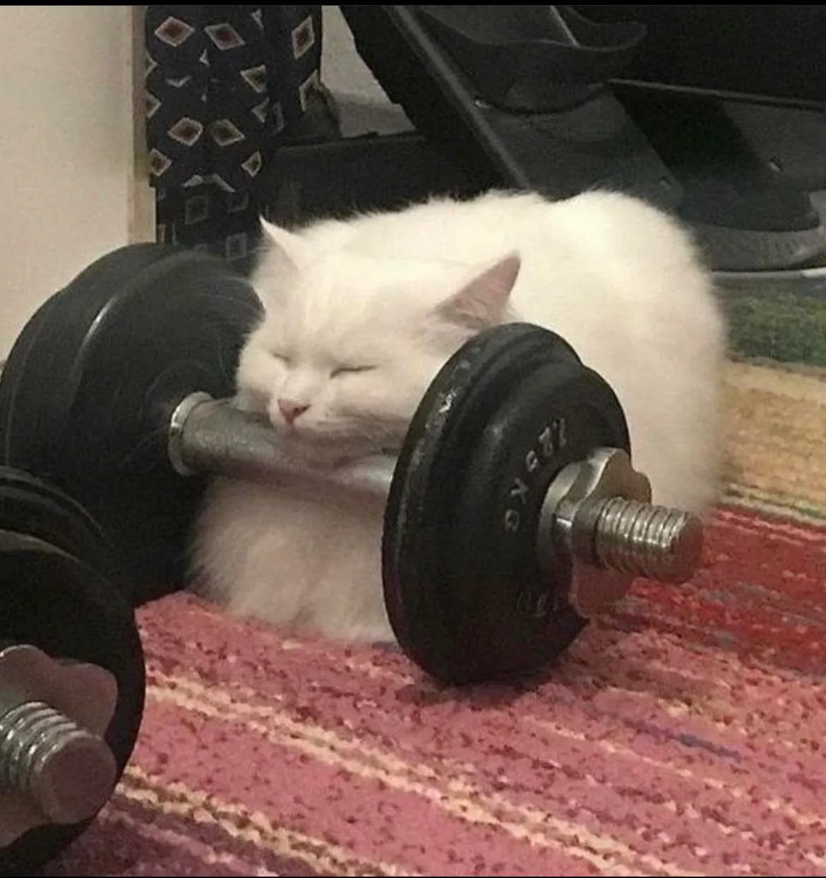 2 months of gym membership