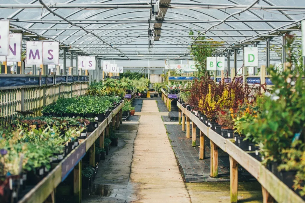 MORE PLANTS 