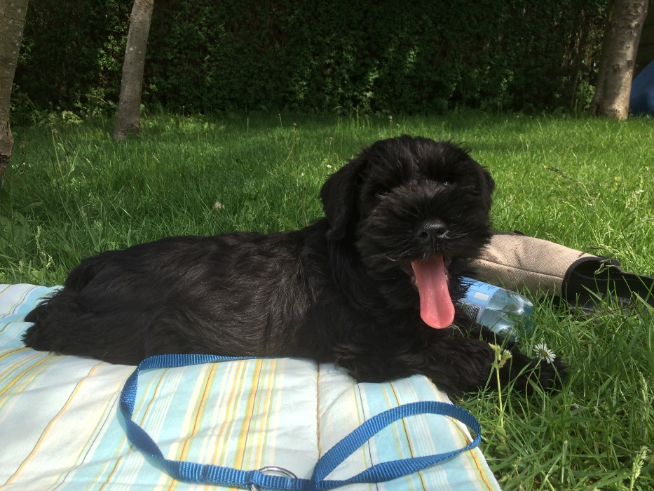 Birthday gift for Zorro