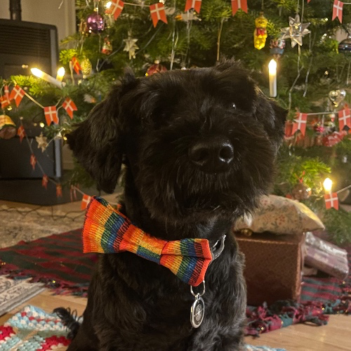 Christmas gift for Zorro