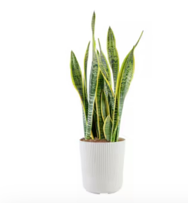 Snake Plant