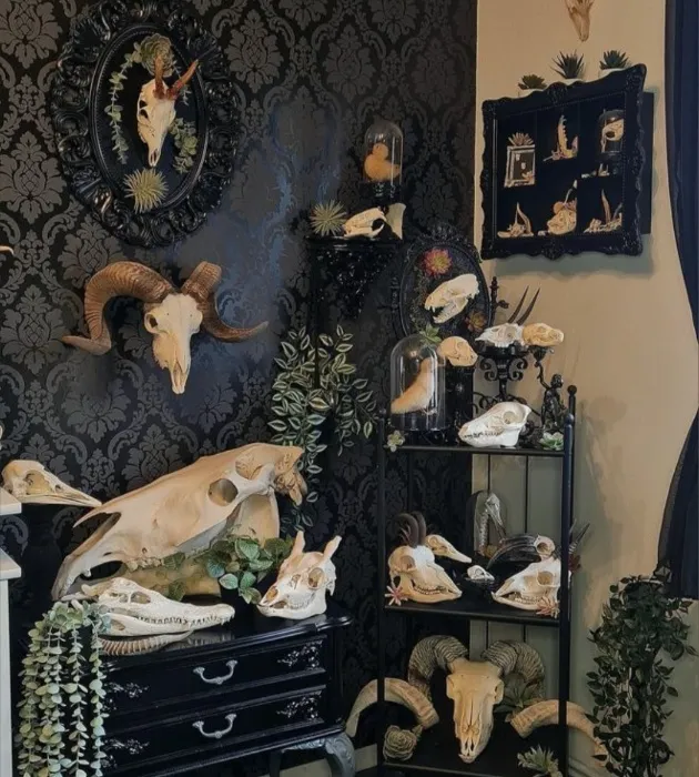 Taxidermy Display