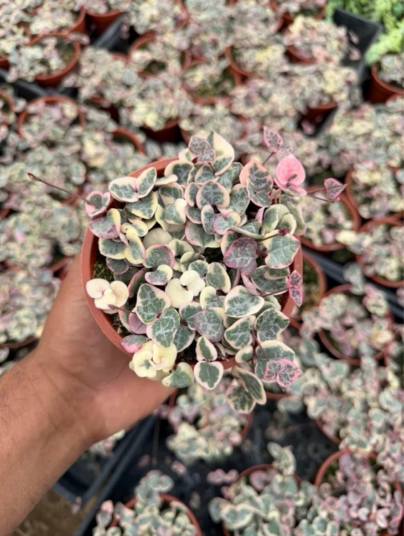 String of hearts