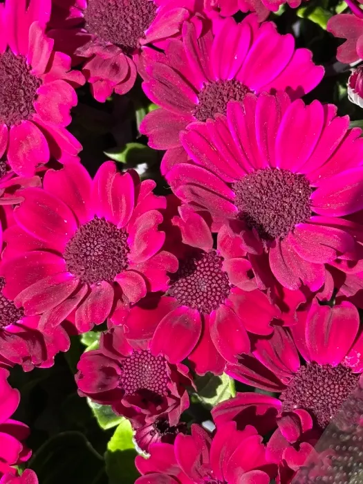 Flowers 🎀 ($88)