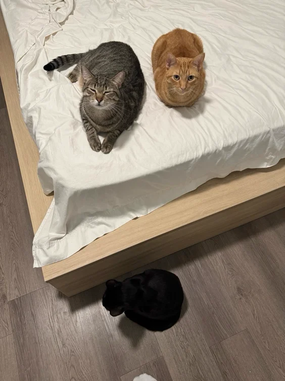 kitty litter 🐈‍⬛