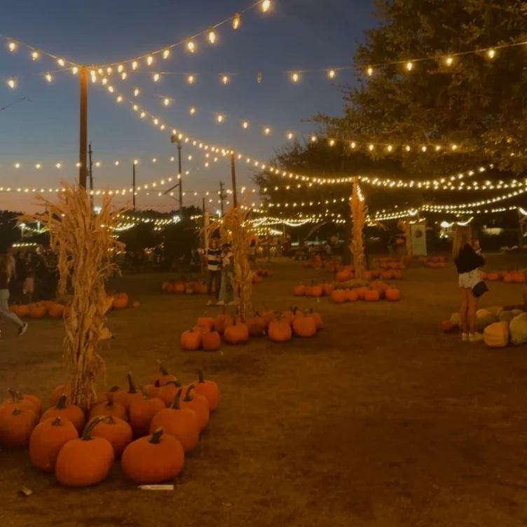 70 pumpkins 🎃 