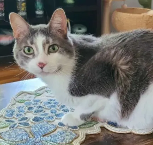 Buy a Gift for the Crystal Piss Cat