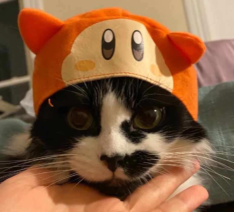 kitties fund