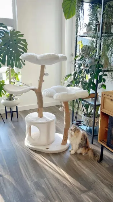 Cat Tree For Luna