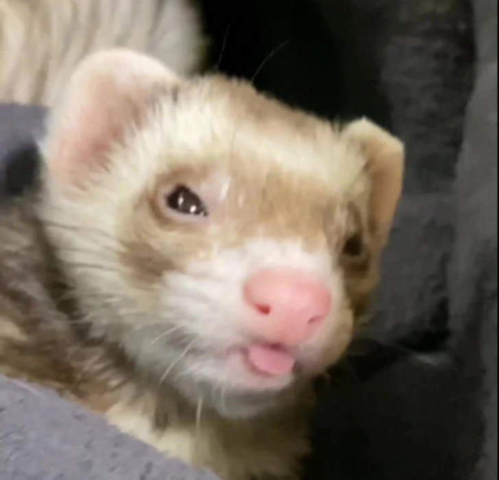 💤new gaming rig💤