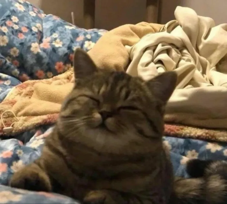Pet stuff