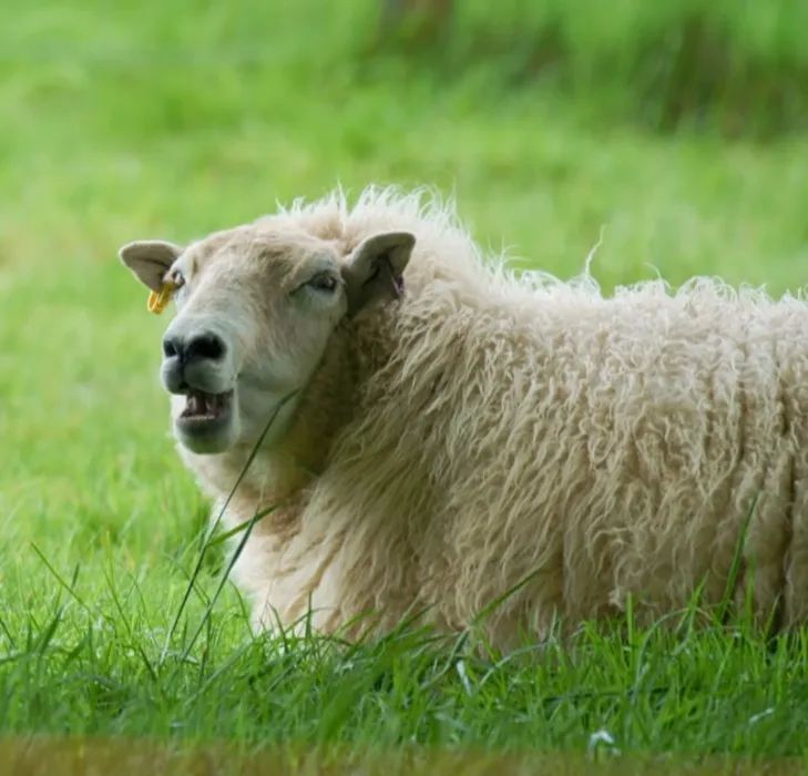My Woolblossom Shop Cart! 