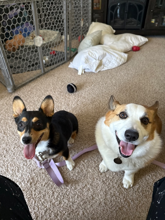 Treats for puppers 