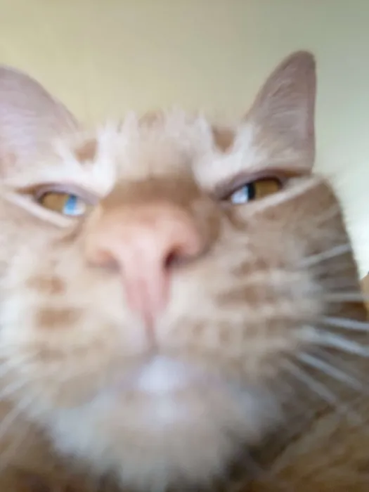 Buy my cat some cat food