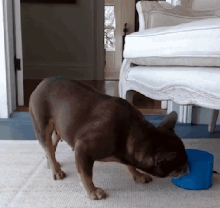 TreatBot - Send Basil Treats on Stream!