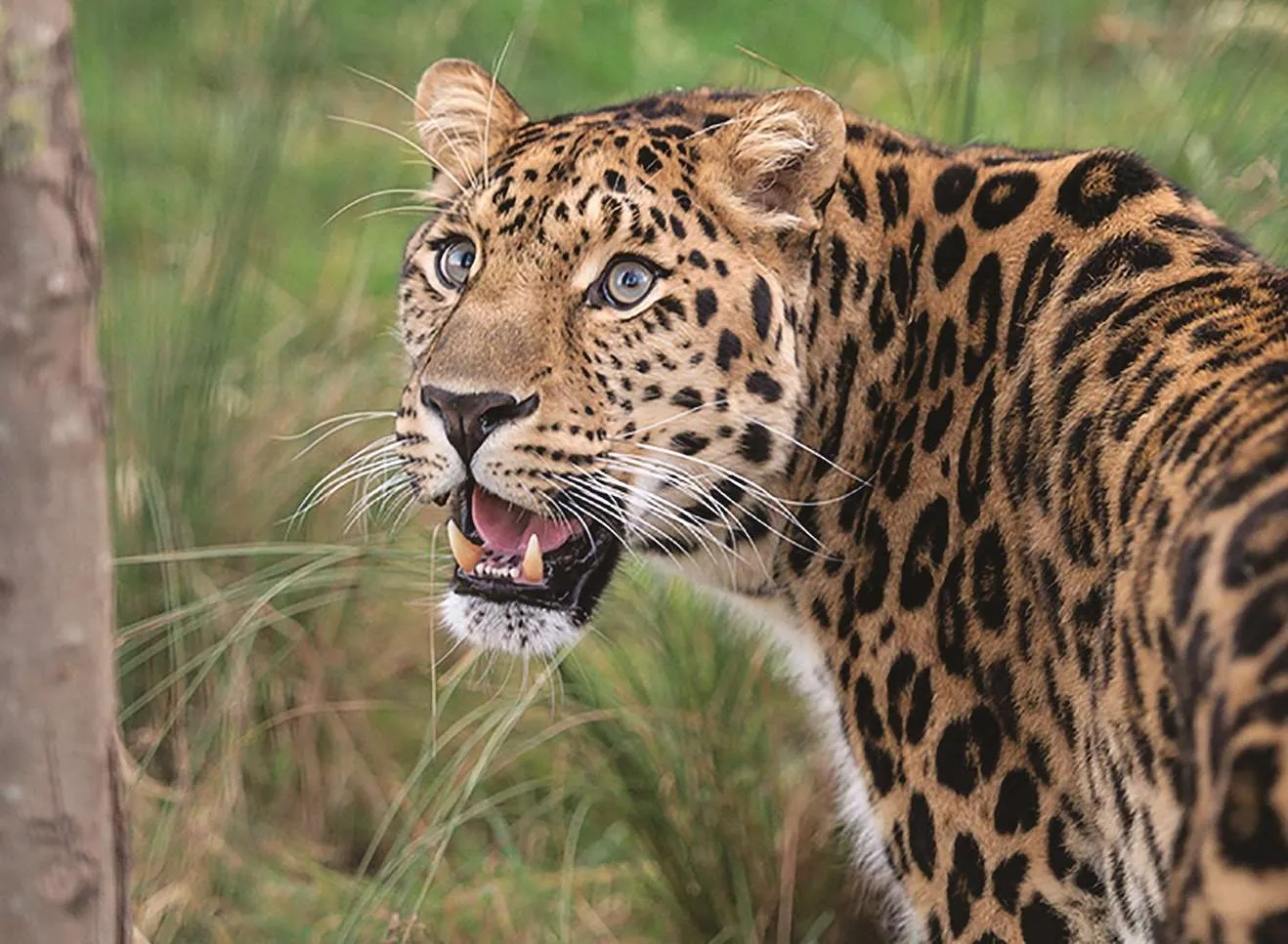 Big Cat Encounter