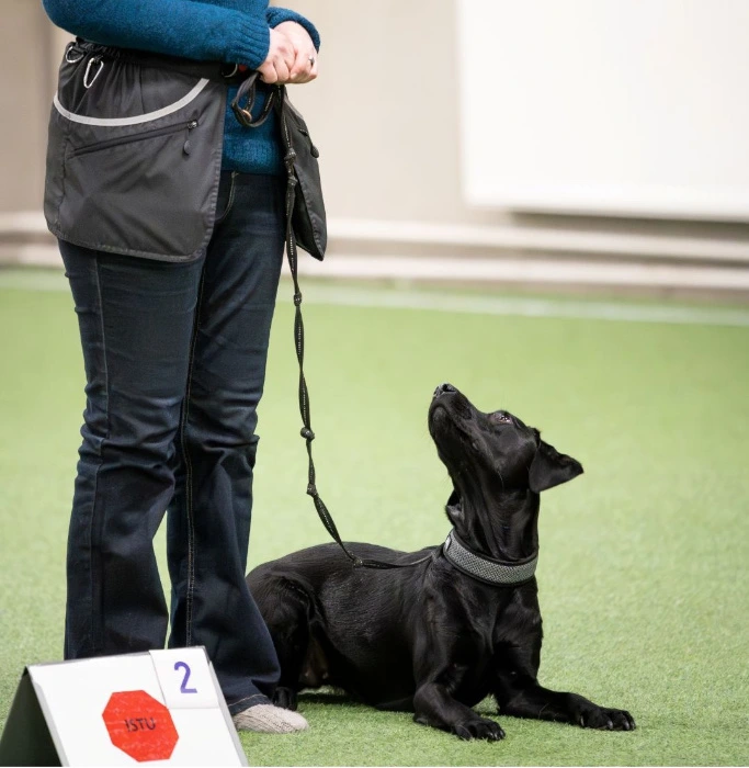 One month of rally obedience coaching