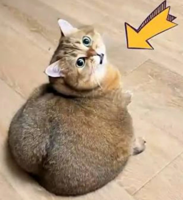 tit