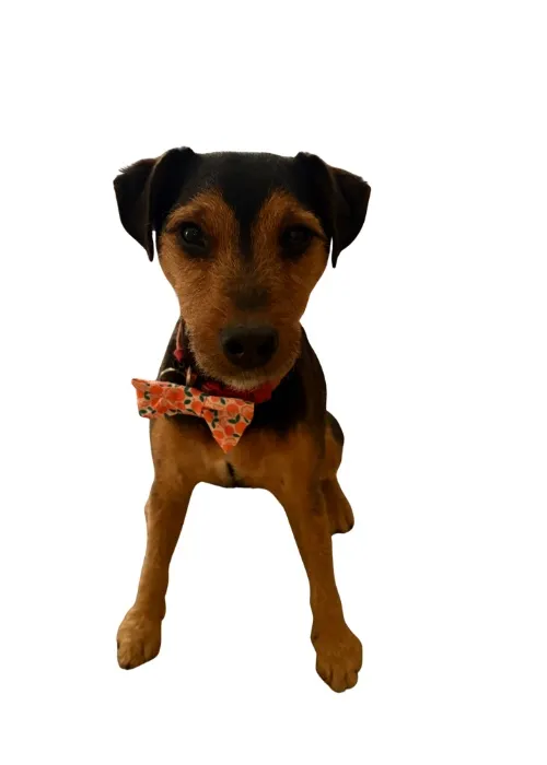Butch's Groom 