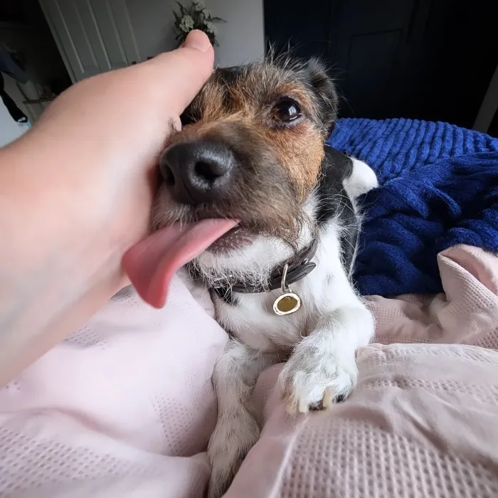 Buy Evie Treats For Christmas!