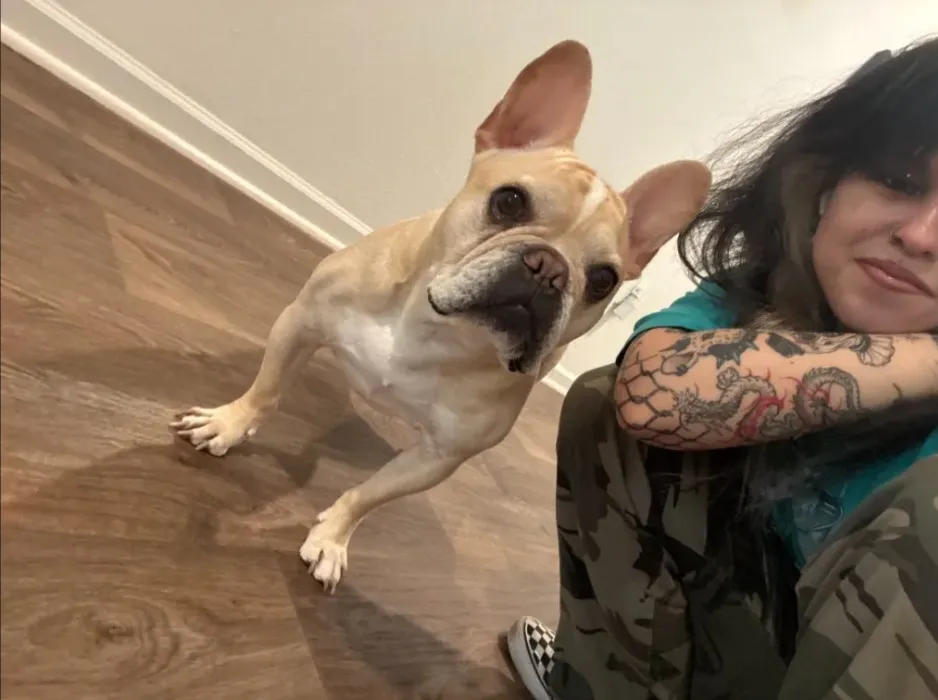 buy goose a toy