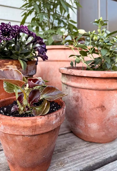 Potted Plant Stream