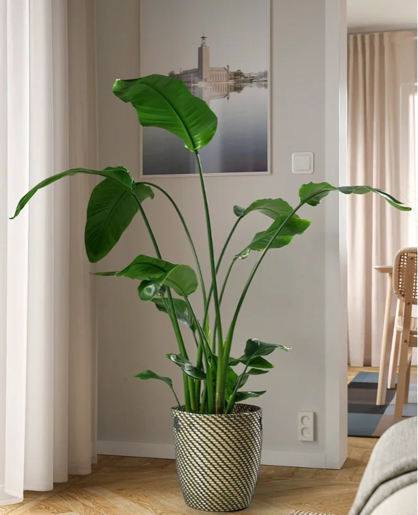 IKEA | Big Strelitzia Plant