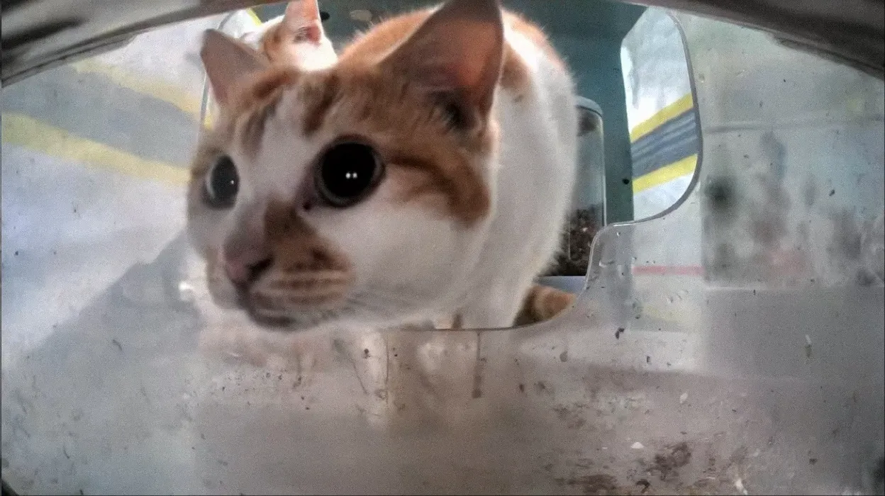 Monthly Animal Expenses!