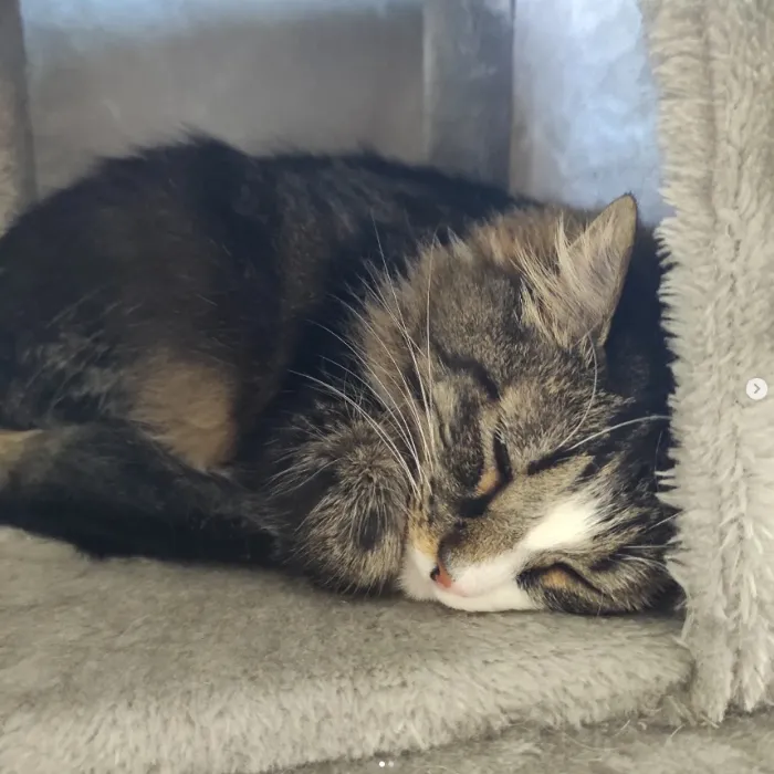 Sick cat vet bill