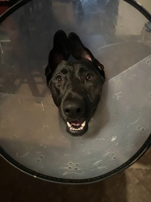 Lilly's Medical fund