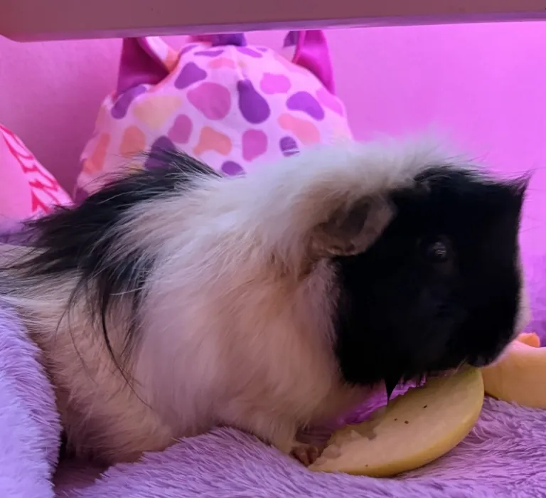 Food for the guinea pigs uwu