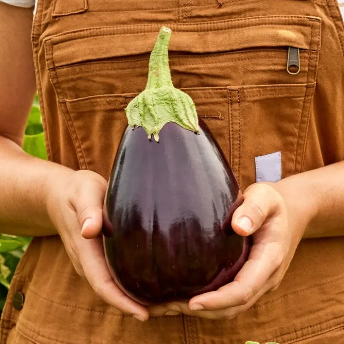 Groceries 🍆 