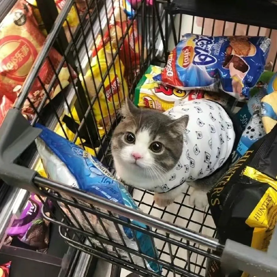 groceries