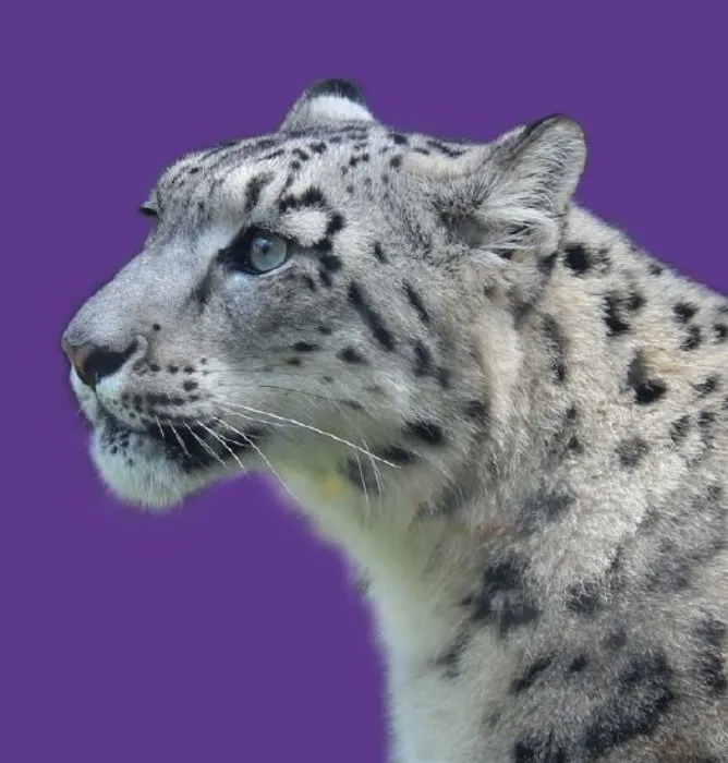 Close Encounter - Snow Leopard