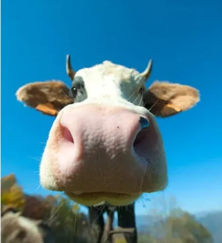 Vaquita de cumpleaños Yami