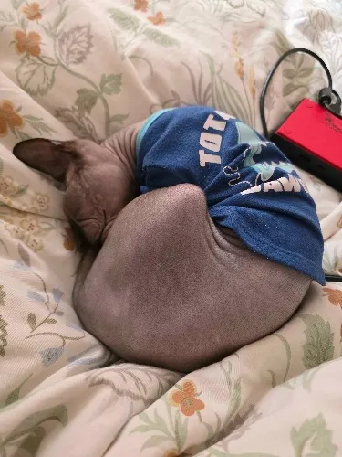 Care for the Creature